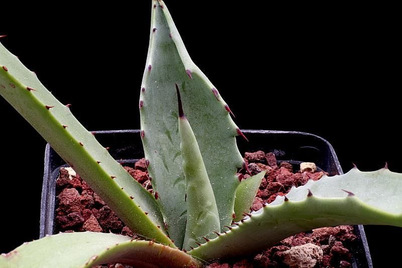 Plántula de maguey duranguense en maceta, con las pencas jóvenes y espinosas.