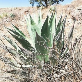 Maguey duranguense en un llano seco, con un árbol de copa densa al fondo.