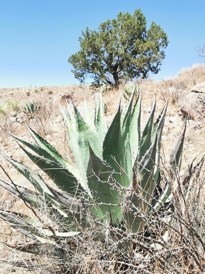 Maguey duranguense en un llano seco, con un árbol de copa densa al fondo.