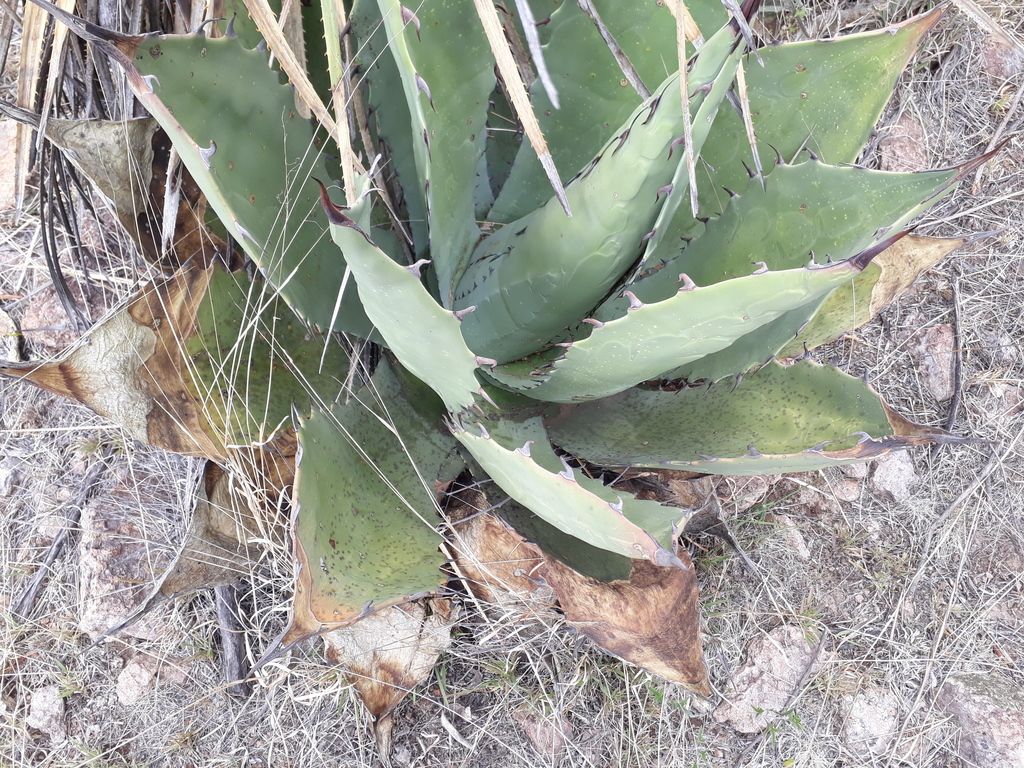 Maguey duranguense entre matorral seco, con las pencas anchas y espinosas.