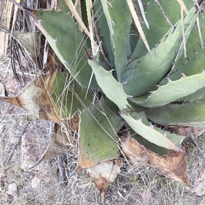 Maguey duranguense entre matorral seco, con las pencas anchas y espinosas.
