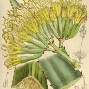 Lámina botánica antigua del henequén con la inflorescencia amarilla y la penca.