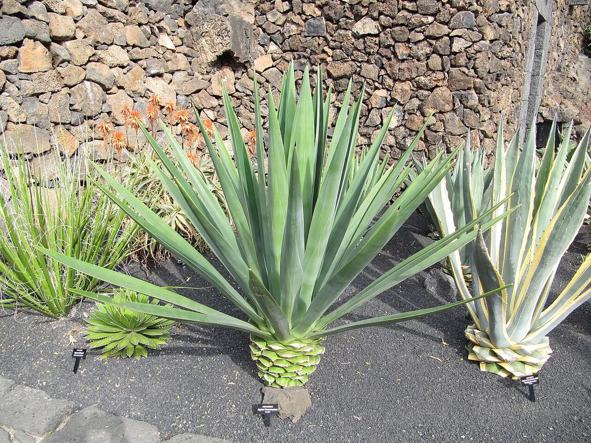 Henequenes y otros agaves plantados frente a un muro de piedra volcánica.