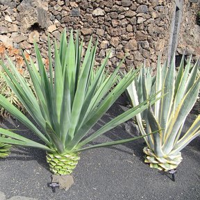 Henequenes y otros agaves plantados frente a un muro de piedra volcánica.