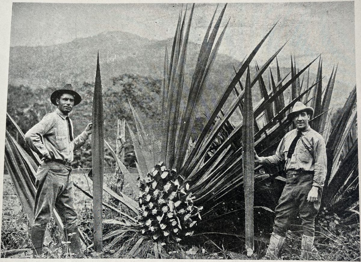 Fotografía antigua de dos hombres junto a un henequén desfibrado en el campo.