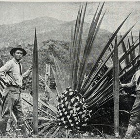 Fotografía antigua de dos hombres junto a un henequén desfibrado en el campo.