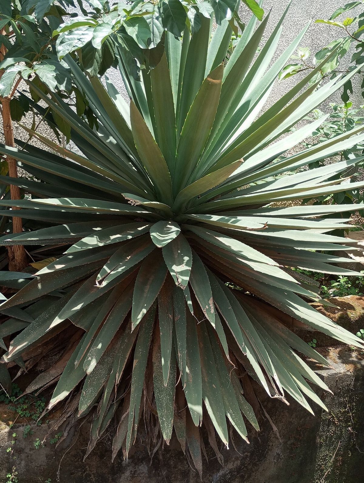 Henequén de pencas muy largas y punta espinosa creciendo sobre un talud.