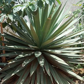 Henequén de pencas muy largas y punta espinosa creciendo sobre un talud.