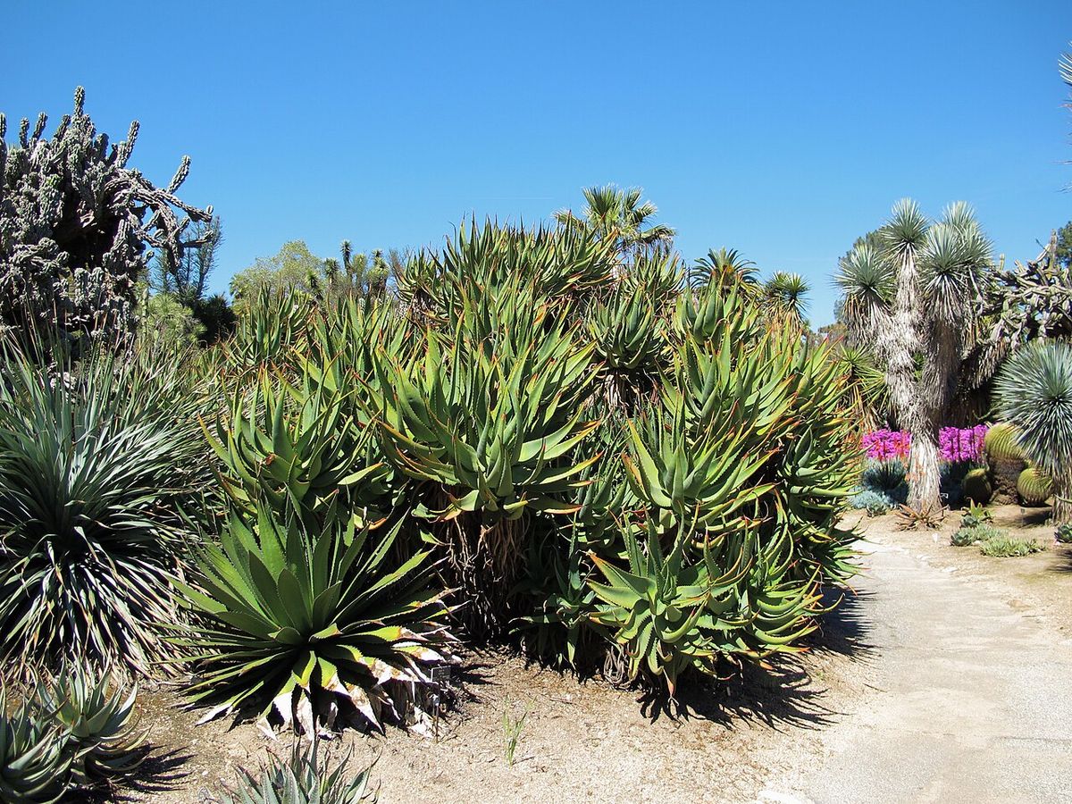 Jardín de agaves y cactos con magueyes hórridos entre otras suculentas.