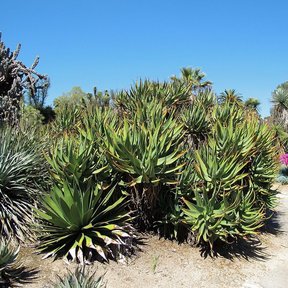 Jardín de agaves y cactos con magueyes hórridos entre otras suculentas.