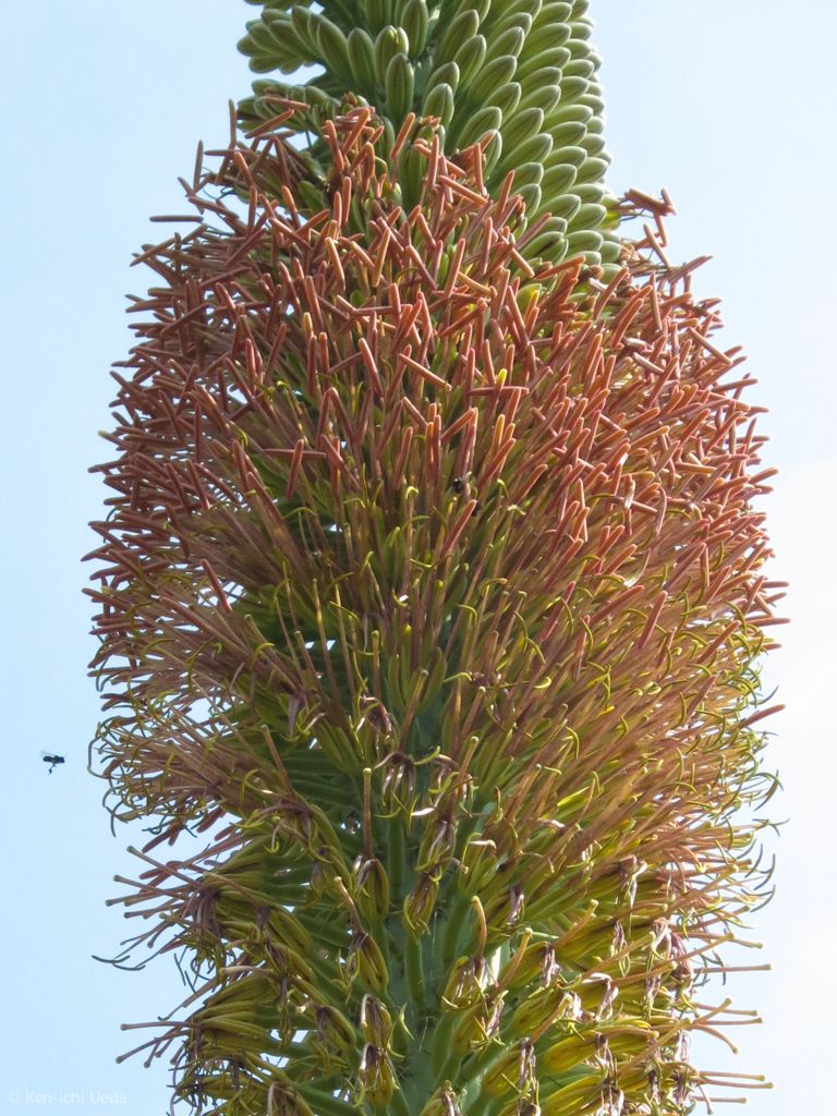 Vara floral de maguey hórrido cargada de flores en gamas de ocre y amarillo.
