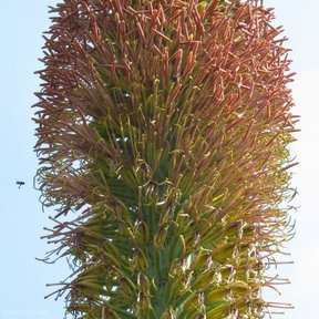 Vara floral de maguey hórrido cargada de flores en gamas de ocre y amarillo.