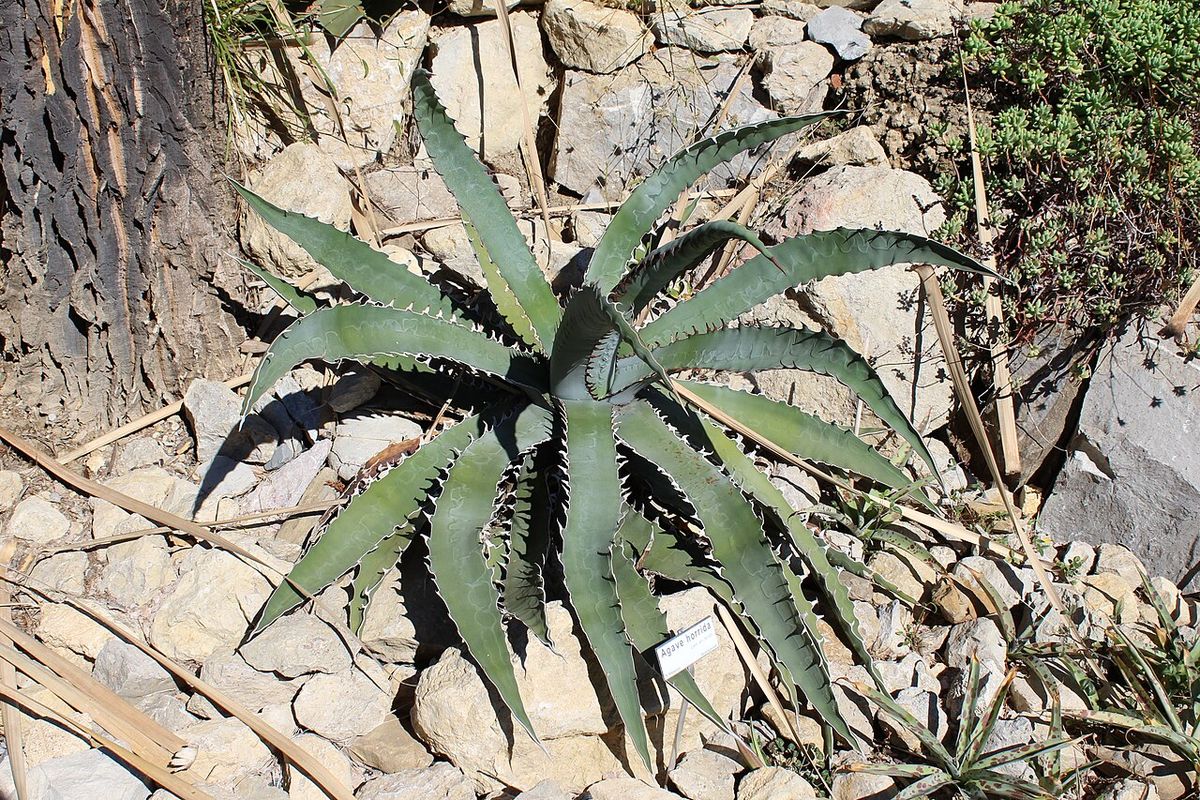 Maguey hórrido entero de pencas dentadas abiertas entre piedra caliza.