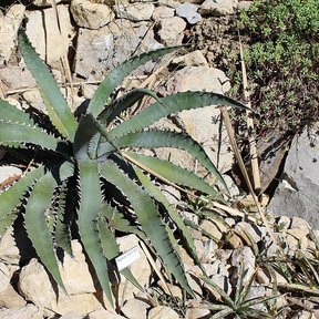 Maguey hórrido entero de pencas dentadas abiertas entre piedra caliza.