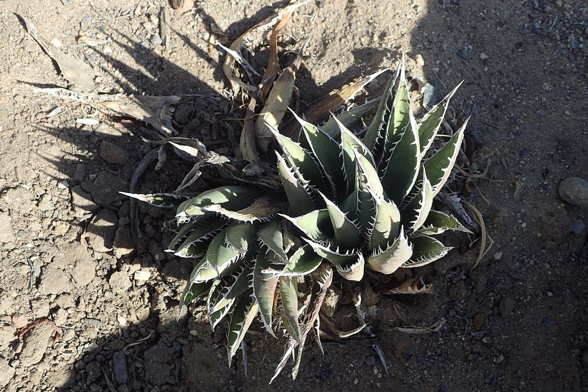 Dos magueyes hórridos de pencas cortas y espinosas sobre tierra seca.