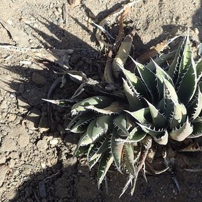 Dos magueyes hórridos de pencas cortas y espinosas sobre tierra seca.
