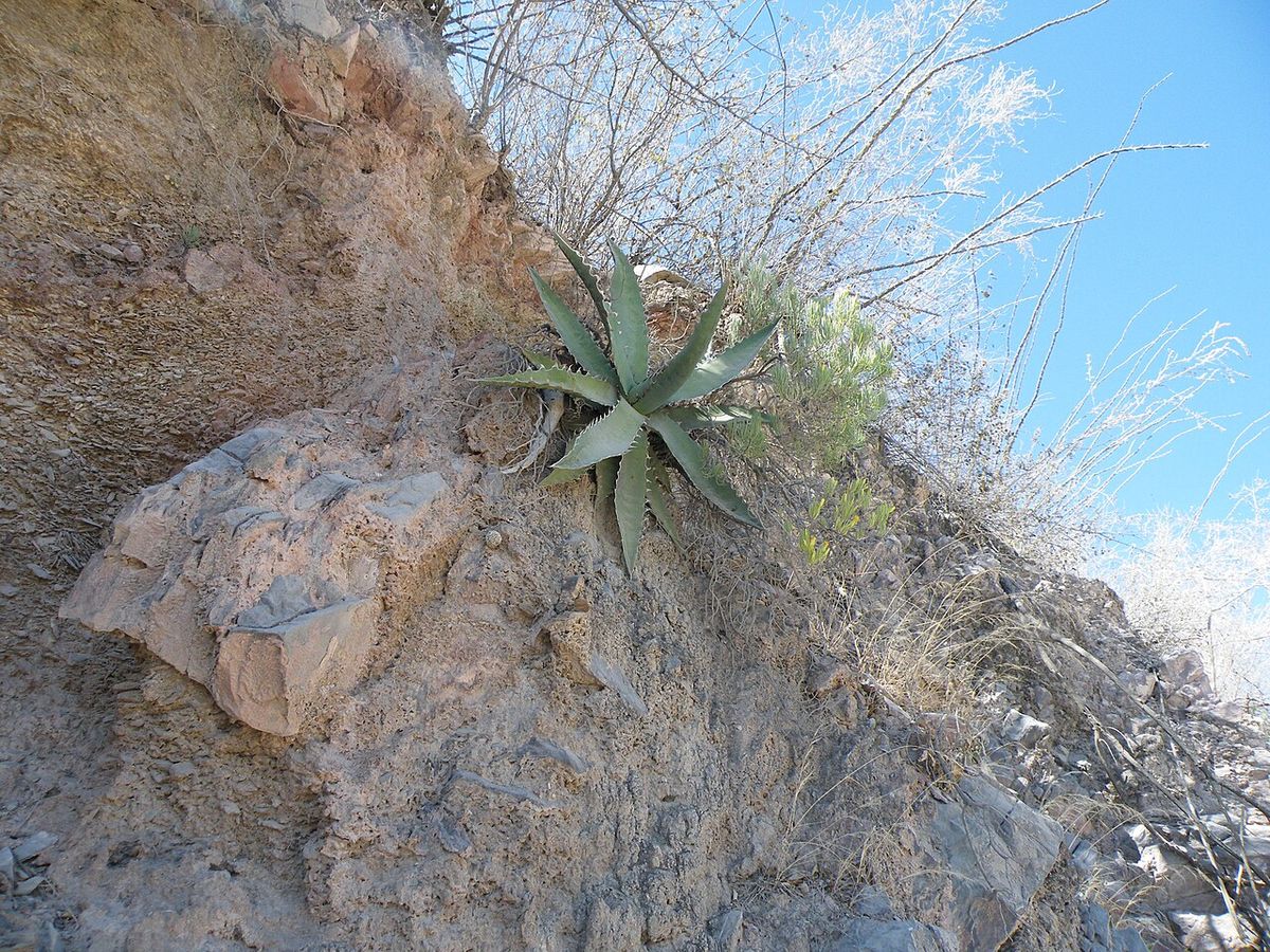 Maguey hórrido creciendo sobre un paredón de roca, con el cielo detrás.