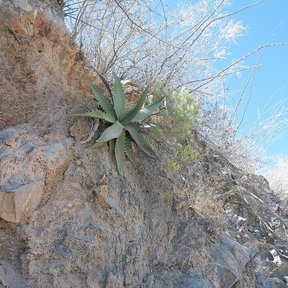 Maguey hórrido creciendo sobre un paredón de roca, con el cielo detrás.