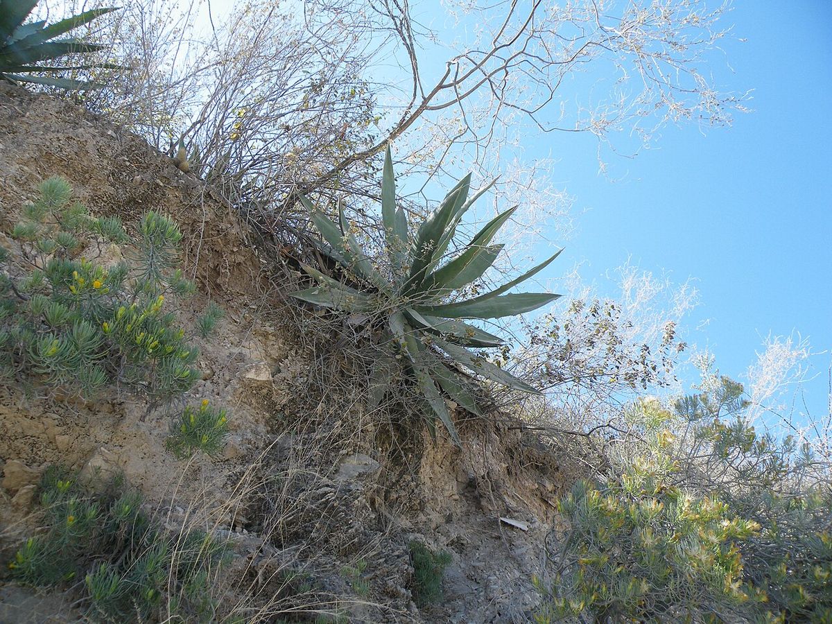 Maguey hórrido en un talud pedregoso, con el matorral seco alrededor.