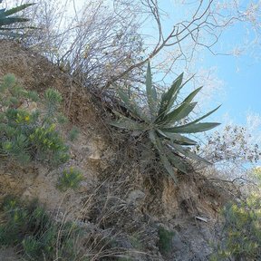 Maguey hórrido en un talud pedregoso, con el matorral seco alrededor.