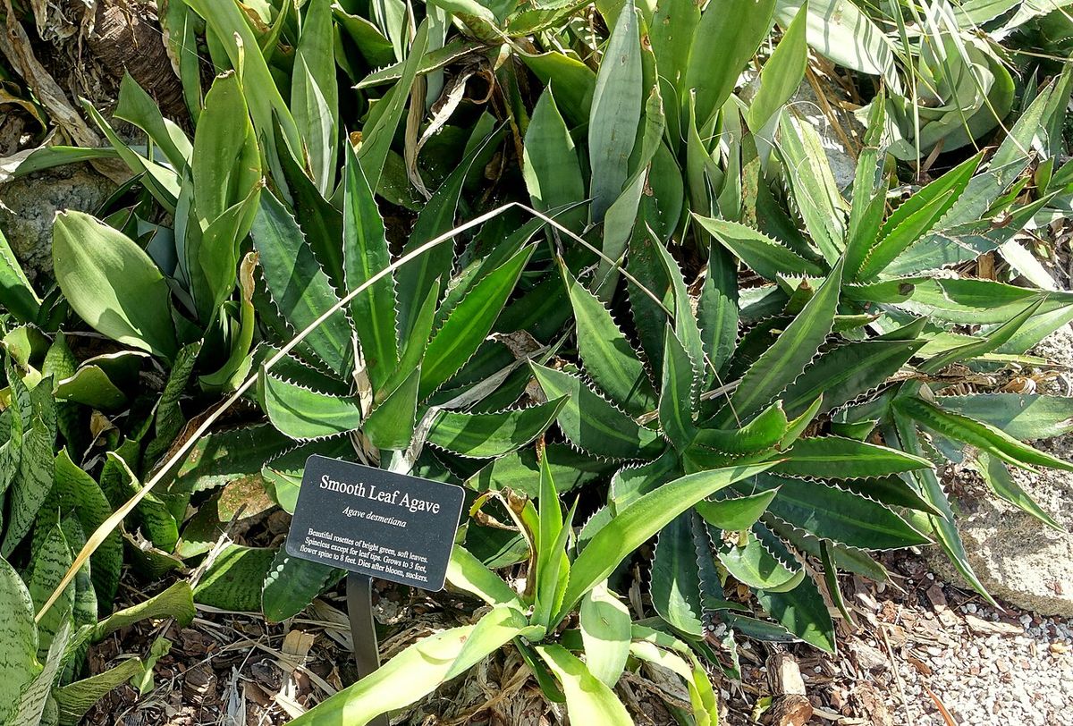Magueyes hórridos con una placa de identificación entre las pencas dentadas.