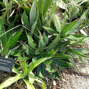 Magueyes hórridos con una placa de identificación entre las pencas dentadas.