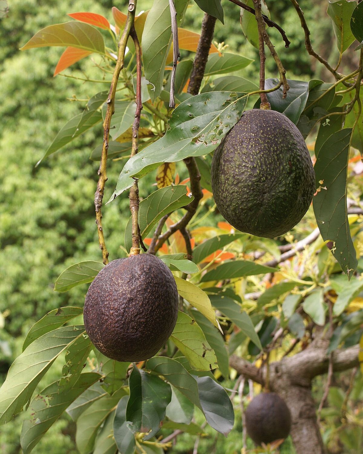 Dos aguacates maduros colgando de una rama entre hojas verdes.