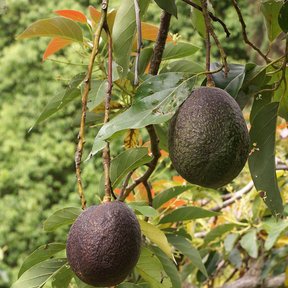 Dos aguacates maduros colgando de una rama entre hojas verdes.