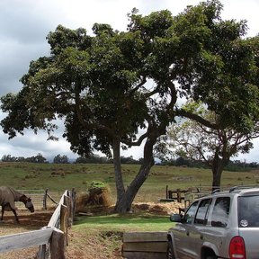 Un aguacate entero, de copa ancha y extendida, en un potrero con un caballo al pie.