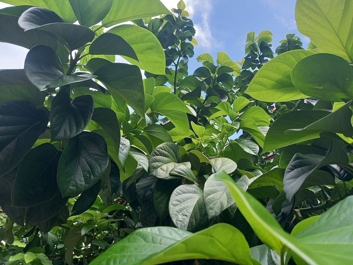 Follaje de aguacate visto desde abajo contra el cielo, con las hojas anchas y lustrosas.