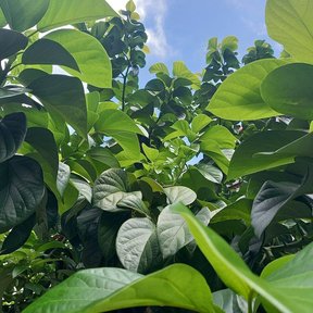 Follaje de aguacate visto desde abajo contra el cielo, con las hojas anchas y lustrosas.