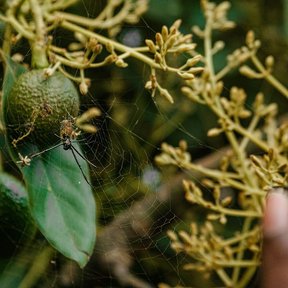 Panículas de flores menudas de aguacate, amarillo verdosas, entre el follaje.