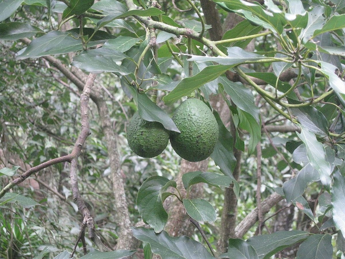 Aguacates verdes colgando de las ramas de un árbol en el campo.