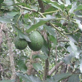Aguacates verdes colgando de las ramas de un árbol en el campo.