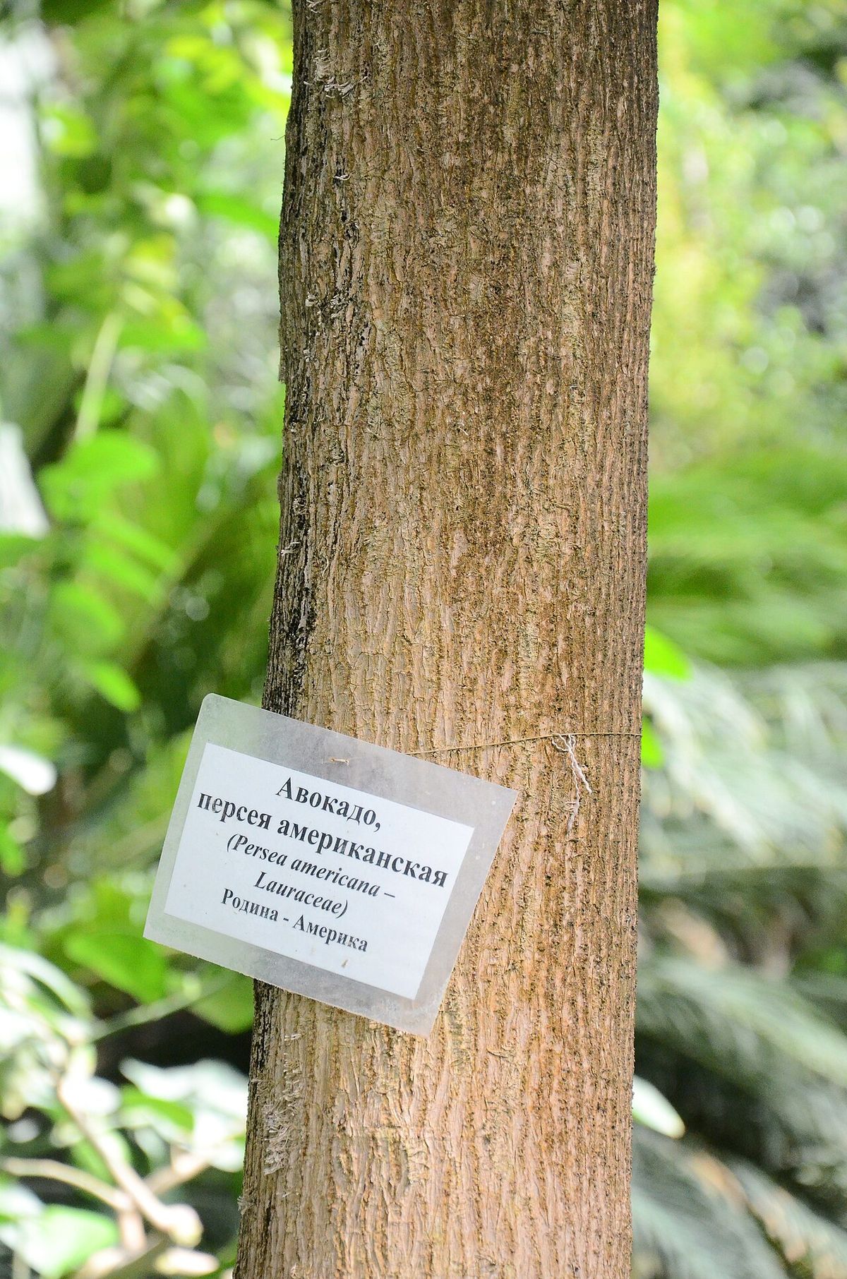 Tronco de aguacate con una etiqueta de jardín botánico clavada en la corteza.