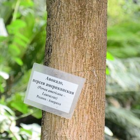 Tronco de aguacate con una etiqueta de jardín botánico clavada en la corteza.