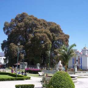 El Árbol del Tule, un ahuehuete enorme de copa densa, junto a la iglesia del pueblo.