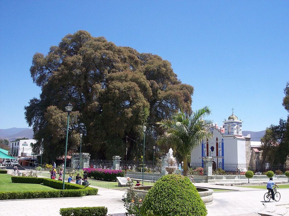 El Árbol del Tule, un ahuehuete enorme de copa densa, junto a la iglesia del pueblo.