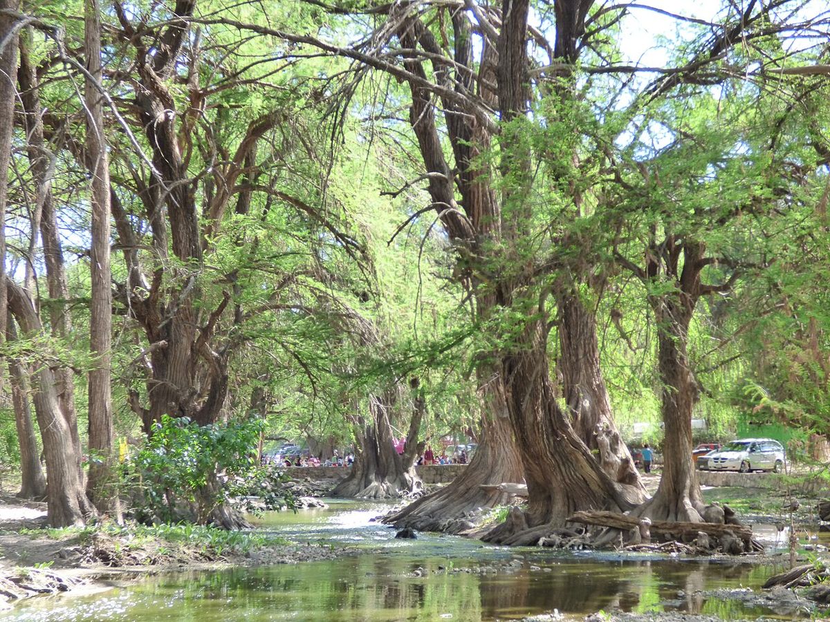 Hilera de ahuehuetes a la orilla de un canal, con las raíces dentro del agua.