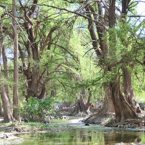 Hilera de ahuehuetes a la orilla de un canal, con las raíces dentro del agua.