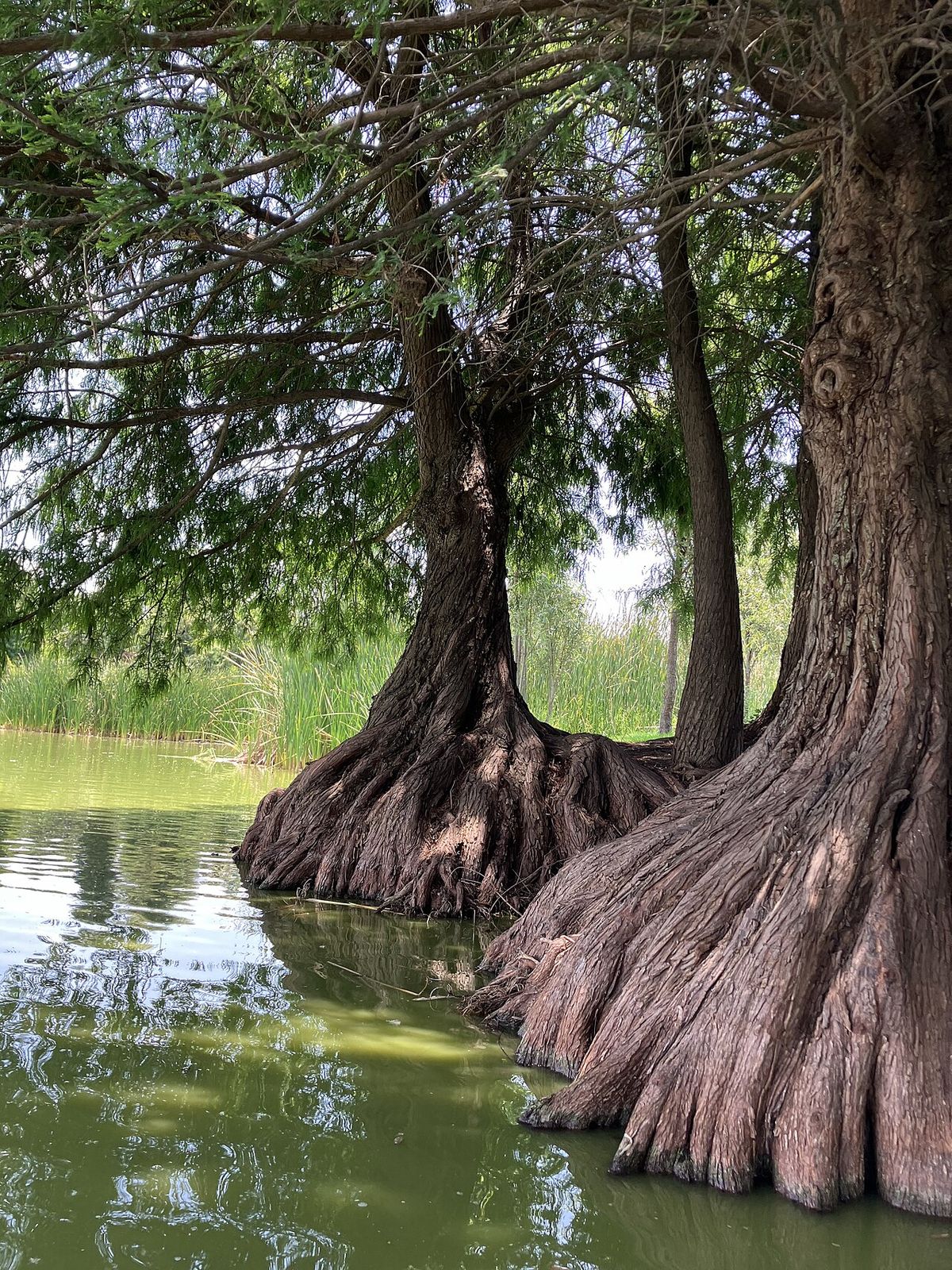 Ahuehuete de base ensanchada creciendo con las raíces sumergidas en el agua.