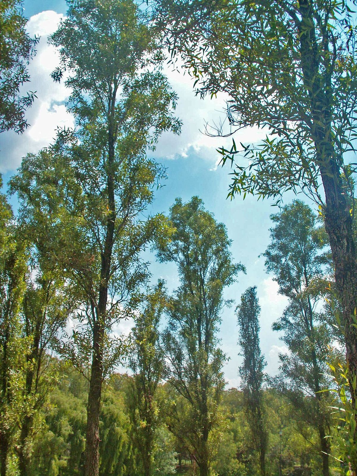 Ahuejotes altos y delgados recortados contra el cielo azul.