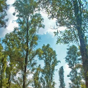 Ahuejotes altos y delgados recortados contra el cielo azul.