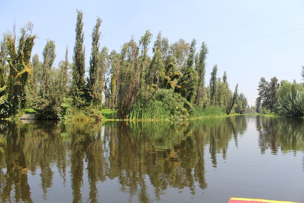 Ahuejotes sembrados en hilera al borde de un canal de Xochimilco.