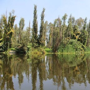 Ahuejotes sembrados en hilera al borde de un canal de Xochimilco.