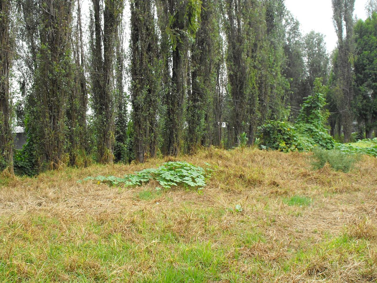 Fila de ahuejotes columnares al borde de un terreno de pasto seco.