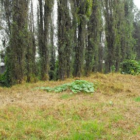 Fila de ahuejotes columnares al borde de un terreno de pasto seco.