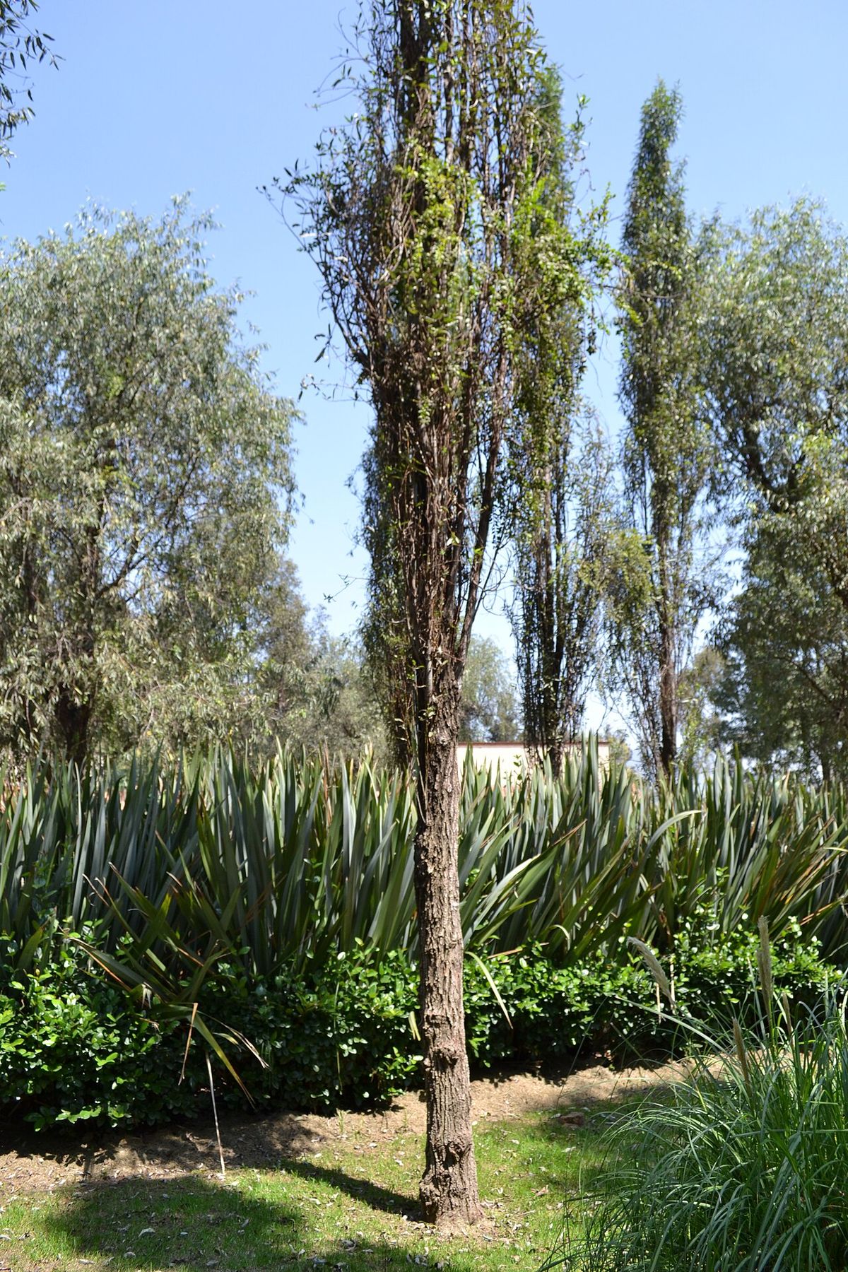 Un ahuejote solo, delgado y casi columnar, sobre un jardín de pasto.