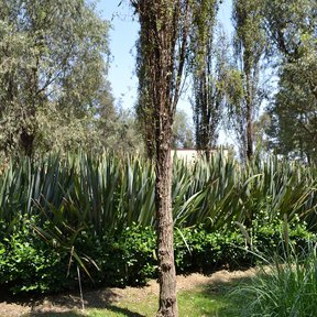 Un ahuejote solo, delgado y casi columnar, sobre un jardín de pasto.