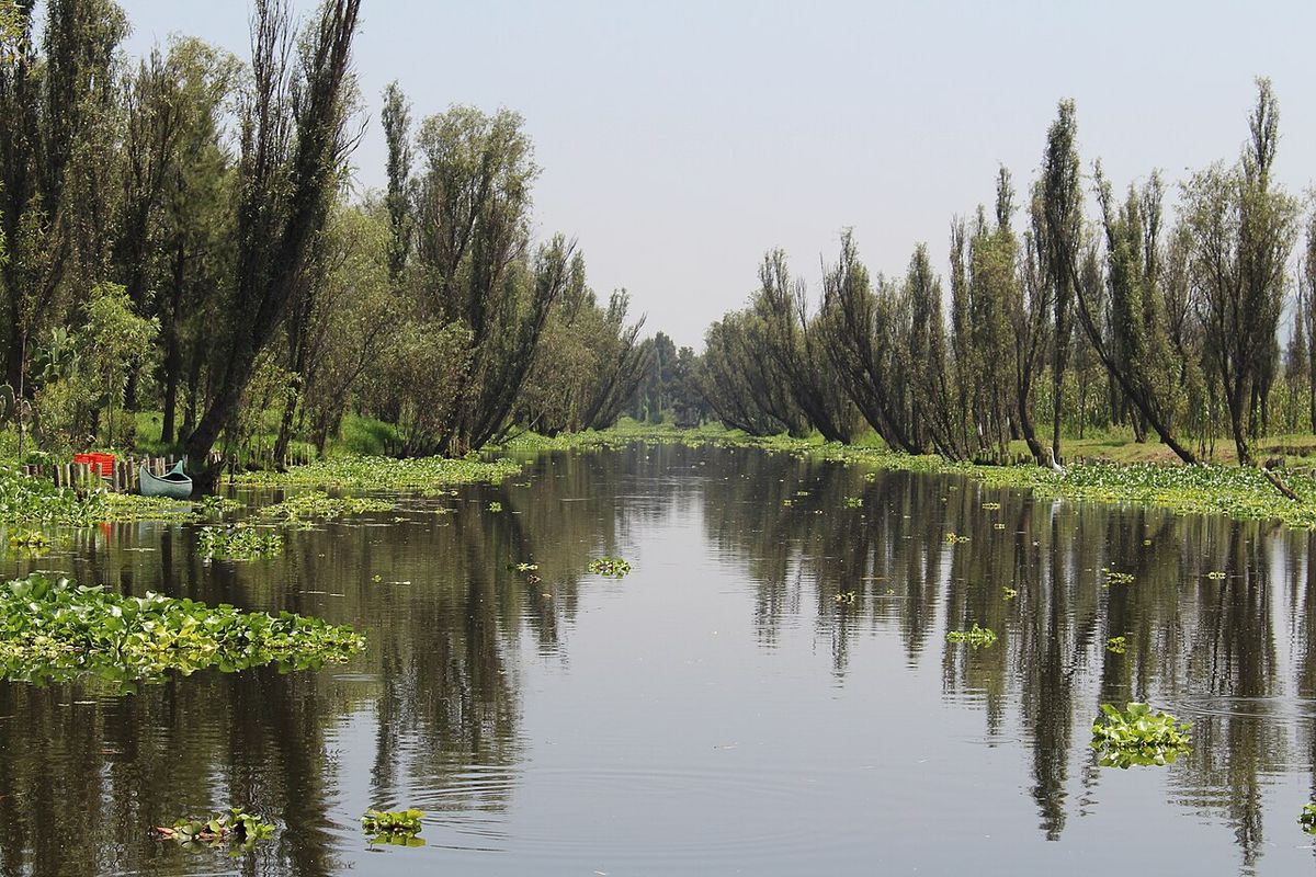 Canal de Xochimilco bordeado de ahuejotes que se reflejan en el agua.